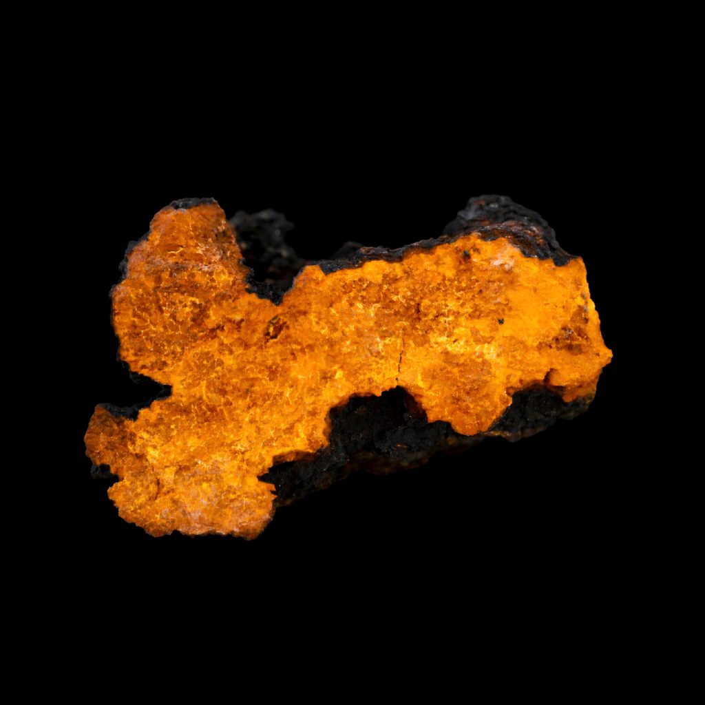 Chaga mushroom fruiting body close-up