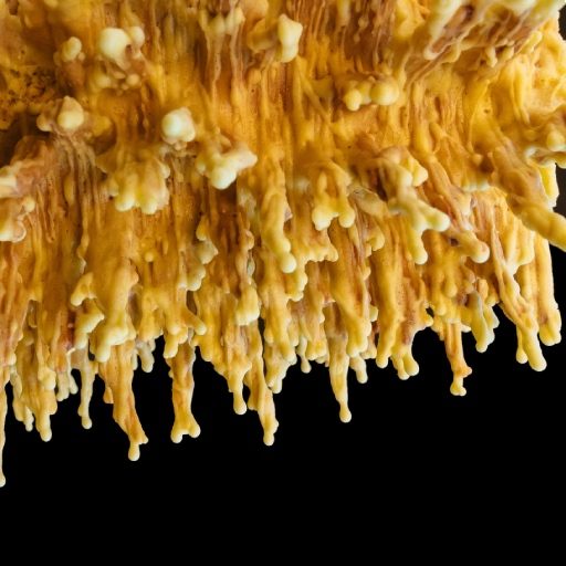 Cordyceps mushroom fruiting body close-up