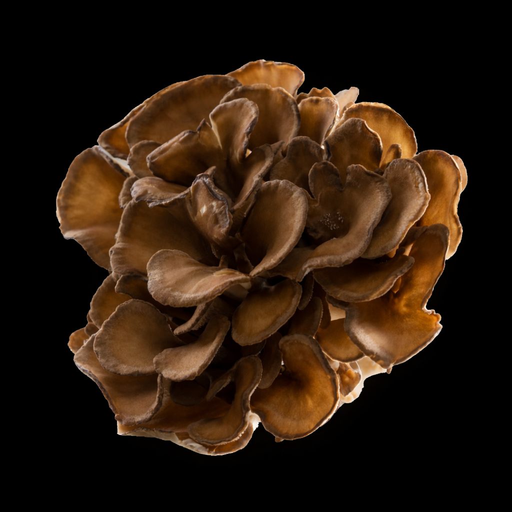 Maitake mushroom fruiting body close-up
