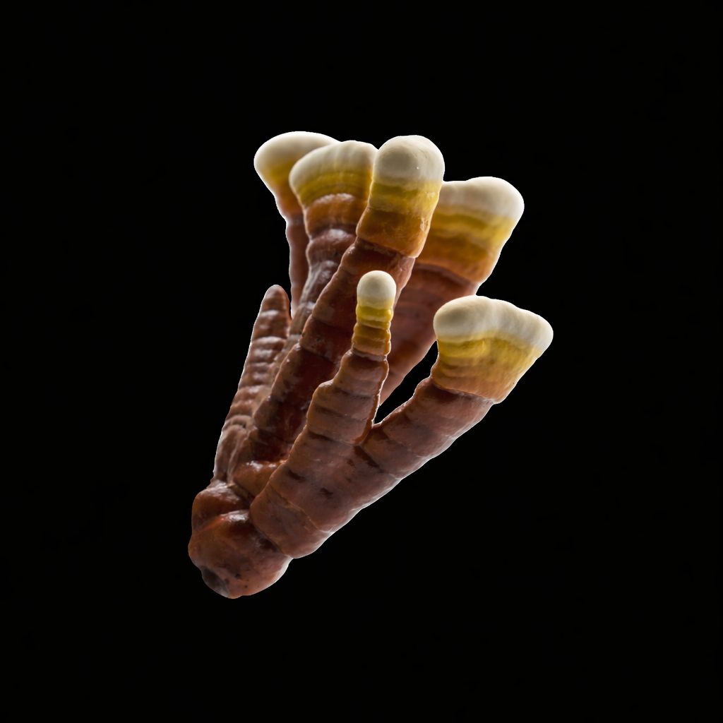 Reishi mushroom fruiting body close-up