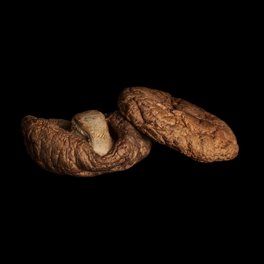Shiitake mushroom fruiting body close-up