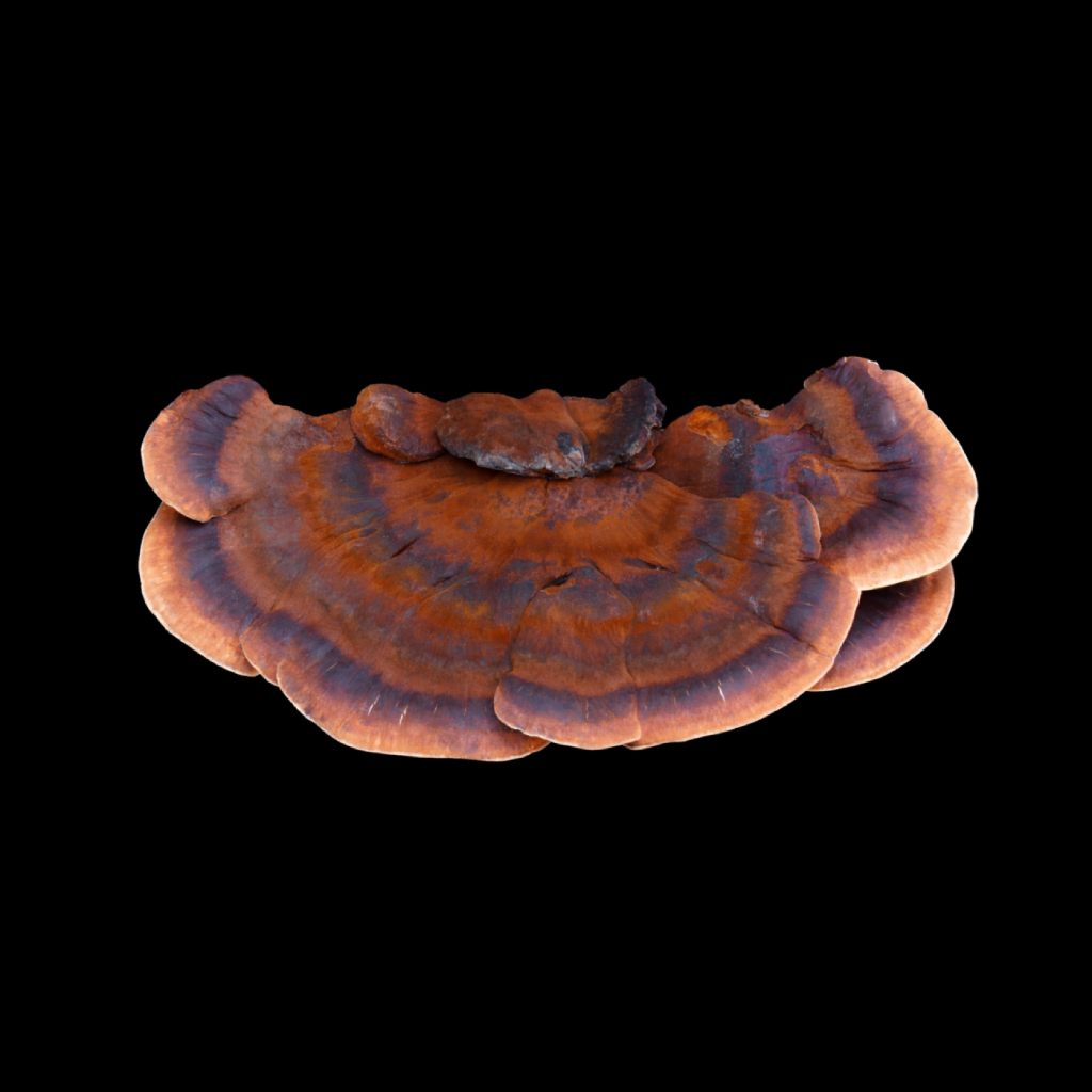 Turkey tail mushroom fruiting body close-up